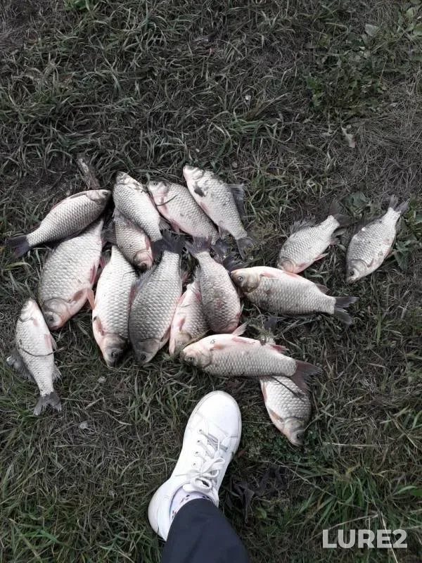 Crucian carp — Kurskaya oblast, Aug 04, 2019