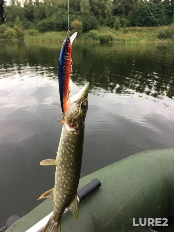 Pike — Kurskaya oblast, Aug 04, 2019
