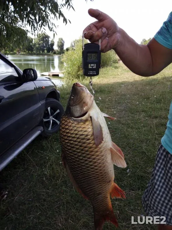 Carp — Kurskaya oblast, Aug 05, 2019