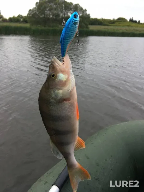 Perch — Kurskaya oblast, Aug 09, 2019