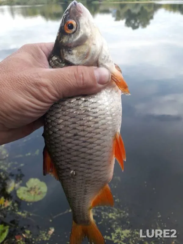 Bream, Roach — Seym, Aug 12, 2019