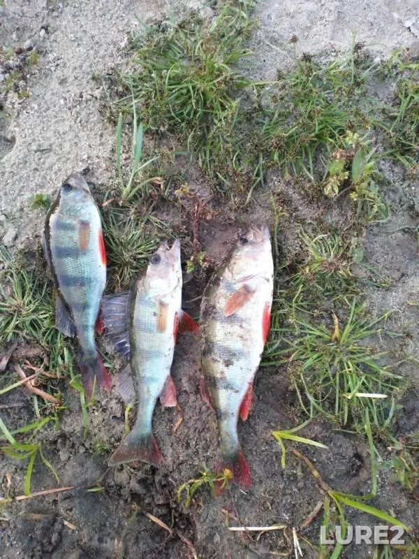 Perch — Seym, Aug 24, 2019