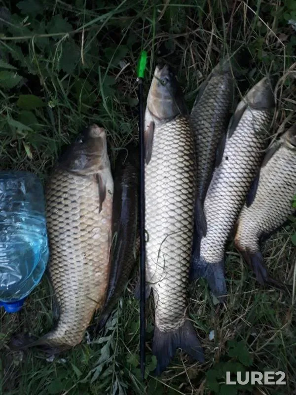 Carp — Kurskaya oblast, Aug 29, 2019