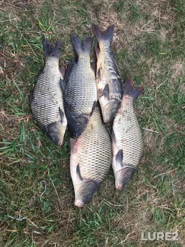 Carp — Kurskaya oblast, Aug 31, 2019