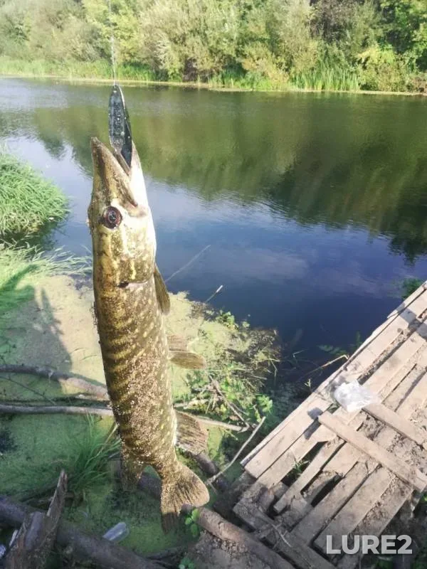 Pike — Seym, Sep 07, 2019