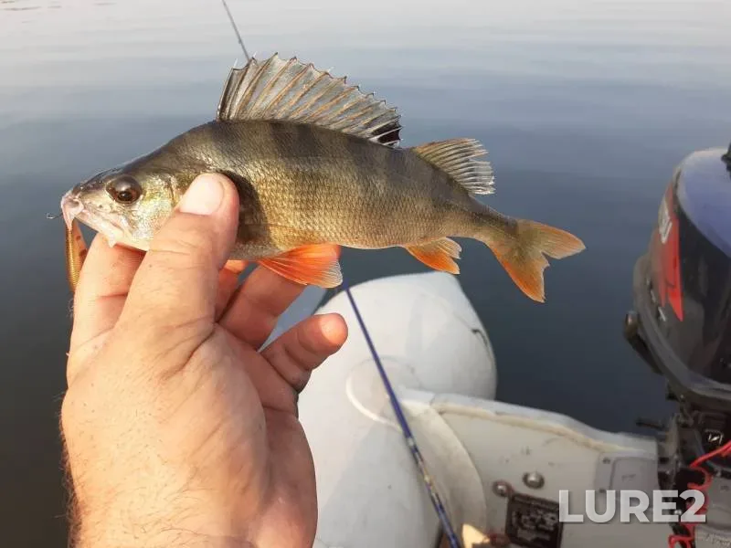 Perch — Kurskaya oblast, Sep 08, 2019