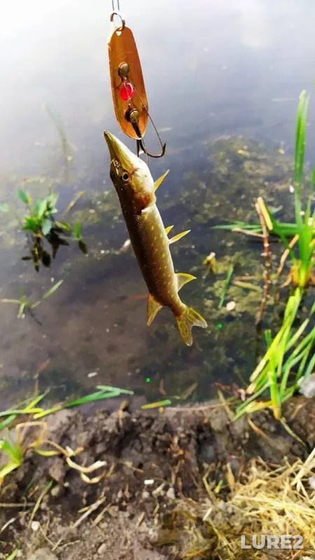 Pike — Kurskaya oblast, Sep 14, 2019
