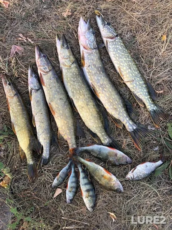 Perch, Pike — Seym, Sep 15, 2019