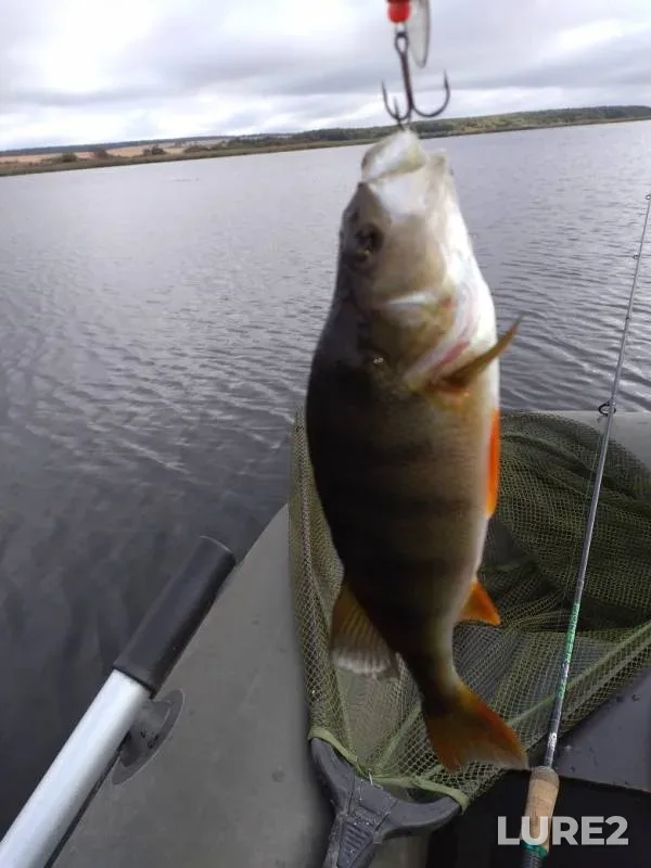 Perch — Kurskaya oblast, Sep 20, 2019