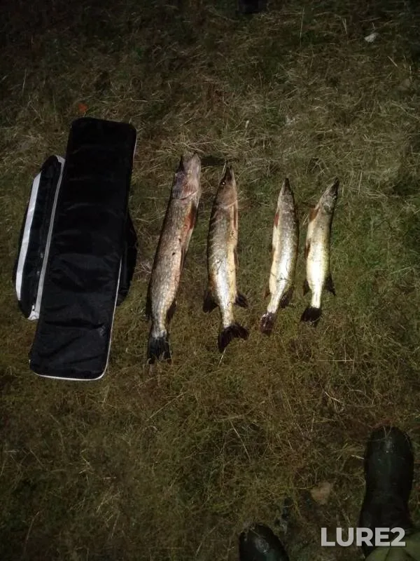 Pike — Kurskaya oblast, Oct 01, 2019