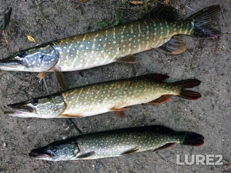 Perch, Pike — Miass, Aug 28, 2019