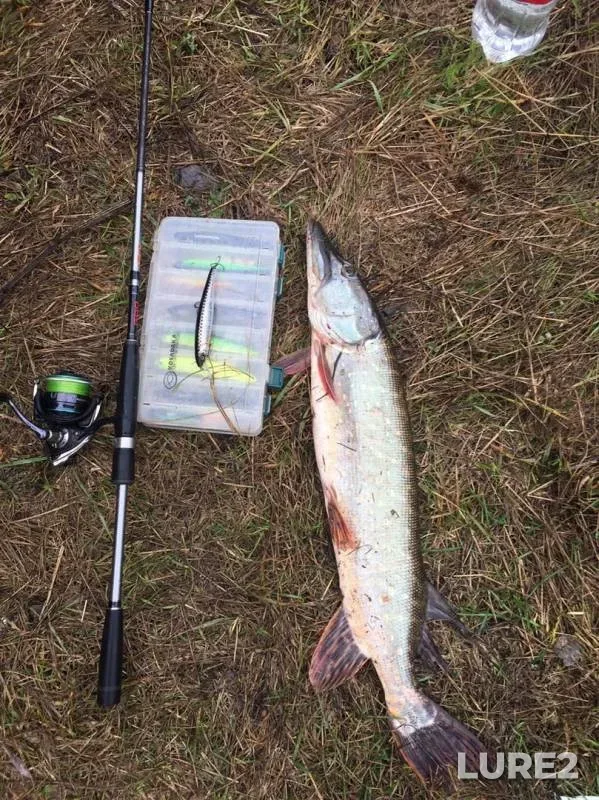 Chub, Pike — Svapa, Oct 04, 2019