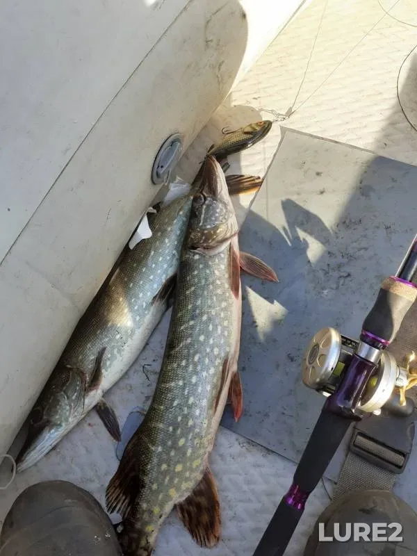 Pike — Polevaya Snova, Oct 13, 2019