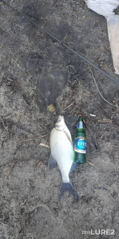 Bream — Kurskoye, Nov 02, 2019