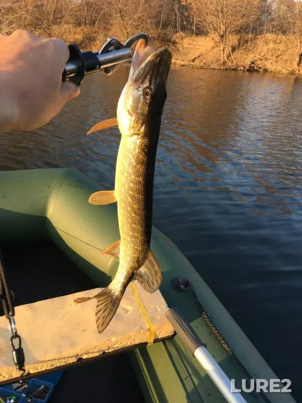 Pike — Kurskaya oblast, Nov 02, 2019
