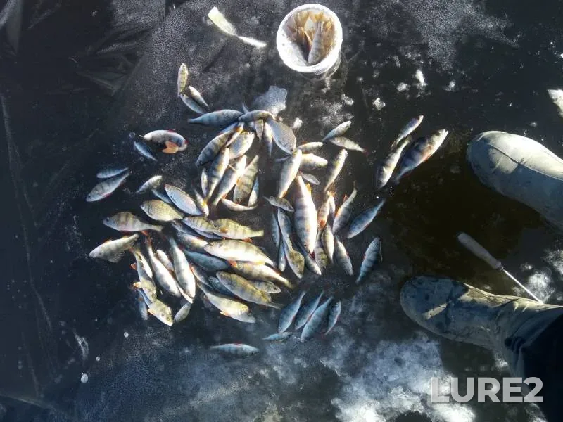 Perch — Kurskaya oblast, Nov 23, 2019