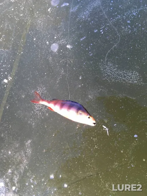 Perch — Raskhovets, Nov 23, 2019