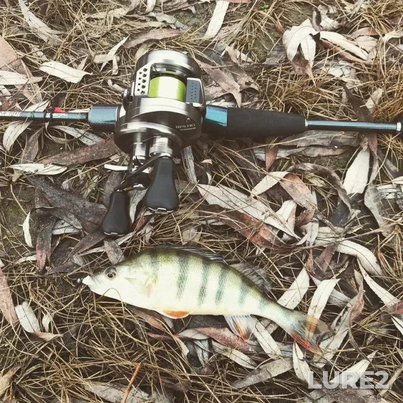 Perch, Pike — Kuban, Jan 15, 2019