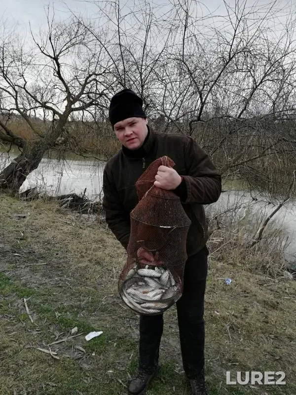 Roach — Krasnodarskiy kray, Temryukskiy rayon, Jan 21, 2019