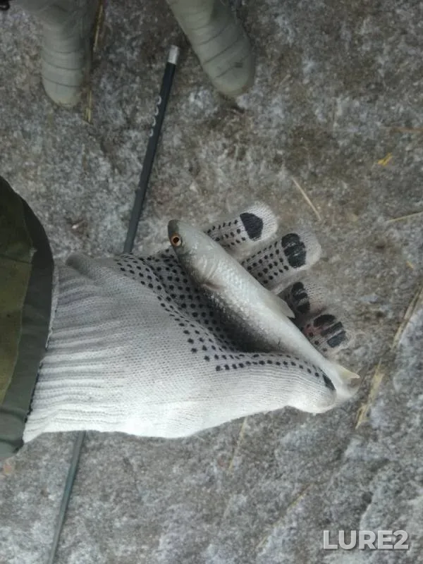 Crucian carp — Beysug, Jan 24, 2019