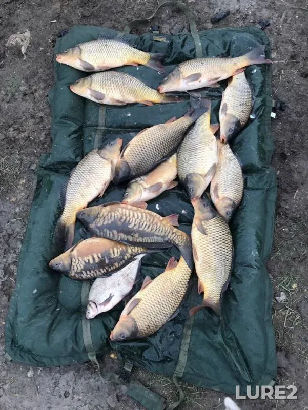 Carp — Krasnodarskiy kray, Feb 02, 2019