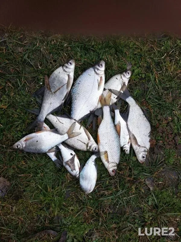 Bream, Roach — Beysuzhyok Levyy, Feb 10, 2019