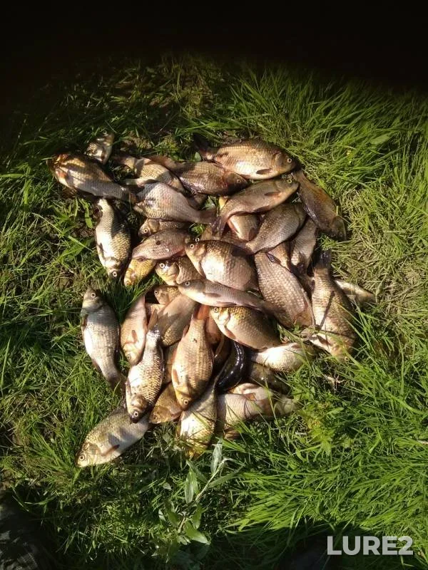 Crucian carp — Tanyp, Jul 27, 2018
