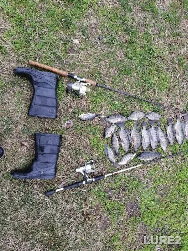 Perch — Karasun (Ozera Kalininskoy balki), Feb 18, 2019