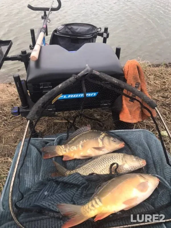Carp — Kuban, Mar 04, 2019
