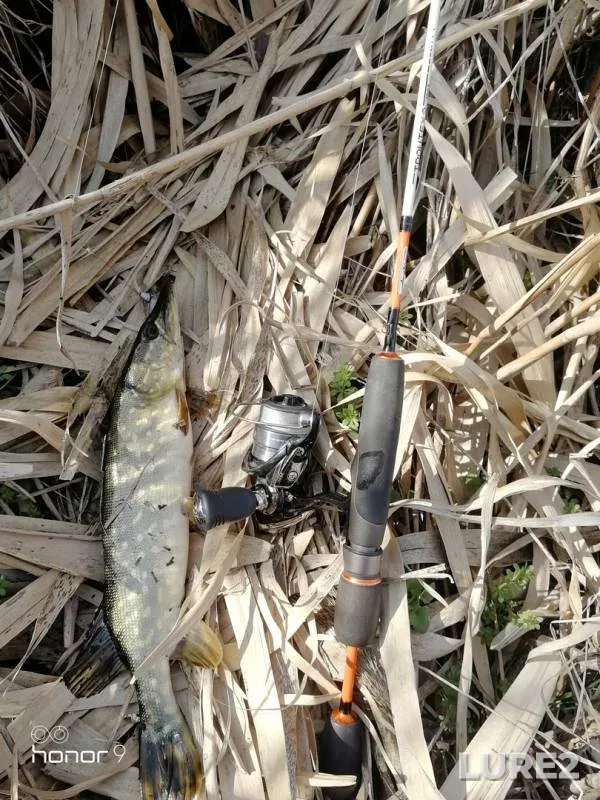 Pike — Krasnodarskiy kray, Tikhoretskiy rayon, Mar 10, 2019