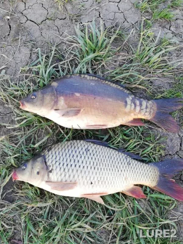 Carp — Kuban, Mar 30, 2019