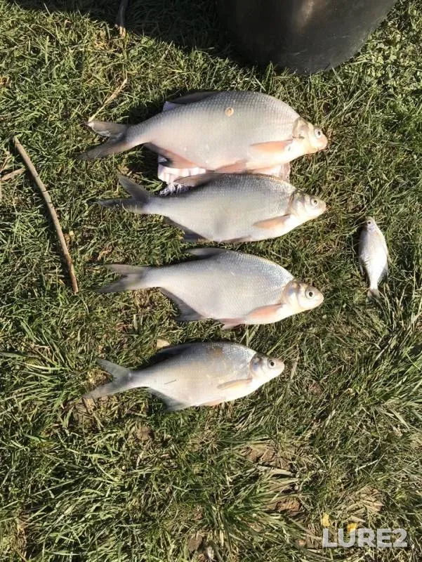 Bream — Psekups, Mar 31, 2019