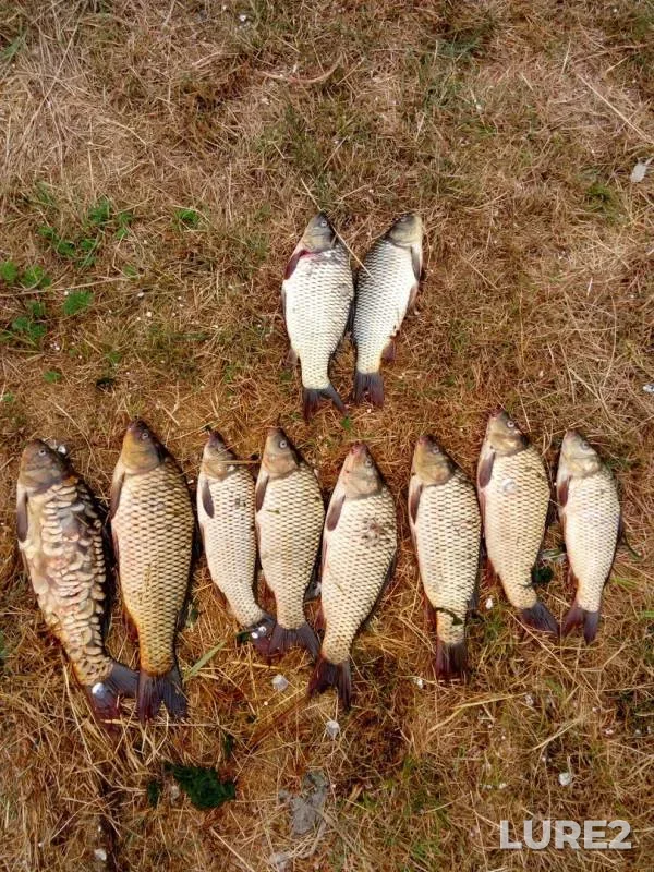 Carp — Karataban, Jul 20, 2019