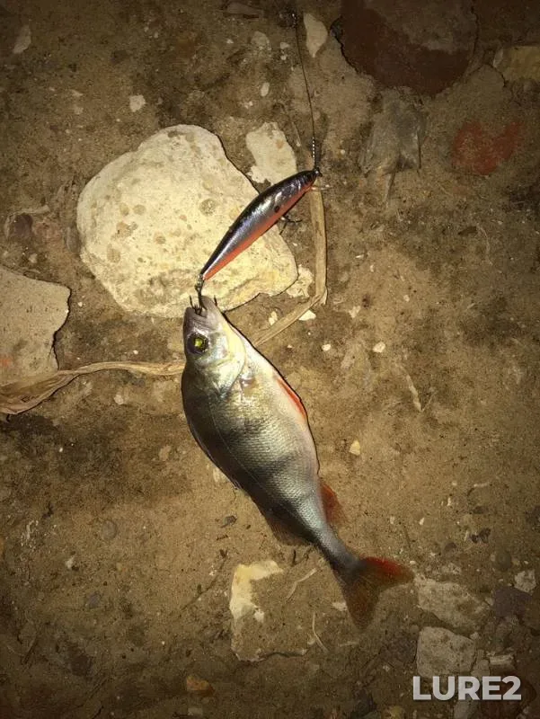 Perch — Moskva, Apr 01, 2019