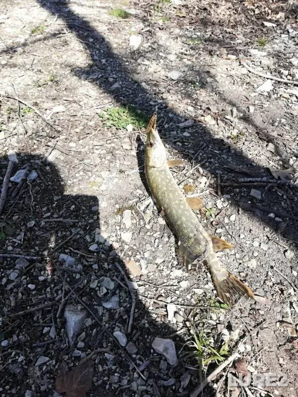 Pike — Grekozero, Apr 03, 2019
