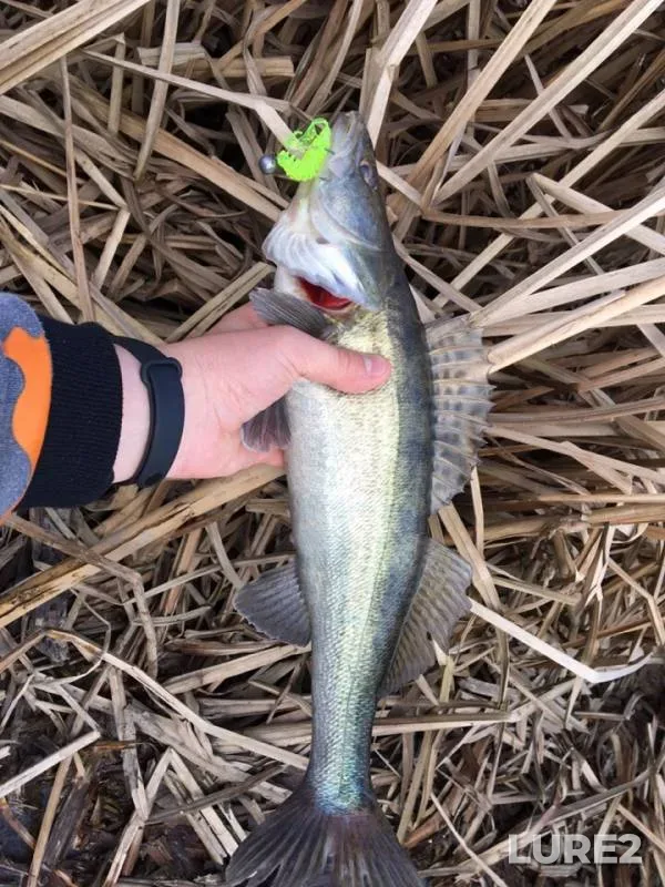 Zander — Varnavinskoye, Apr 04, 2019