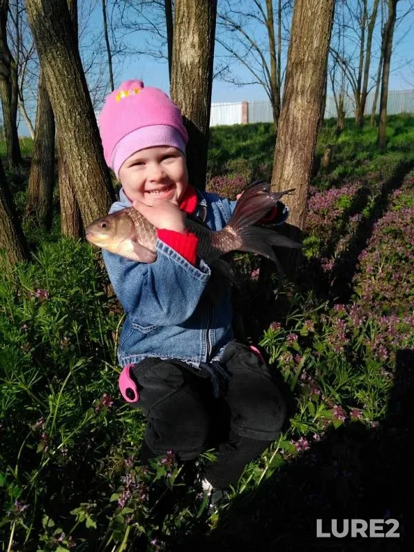 Crucian carp — Kochety, Apr 07, 2019
