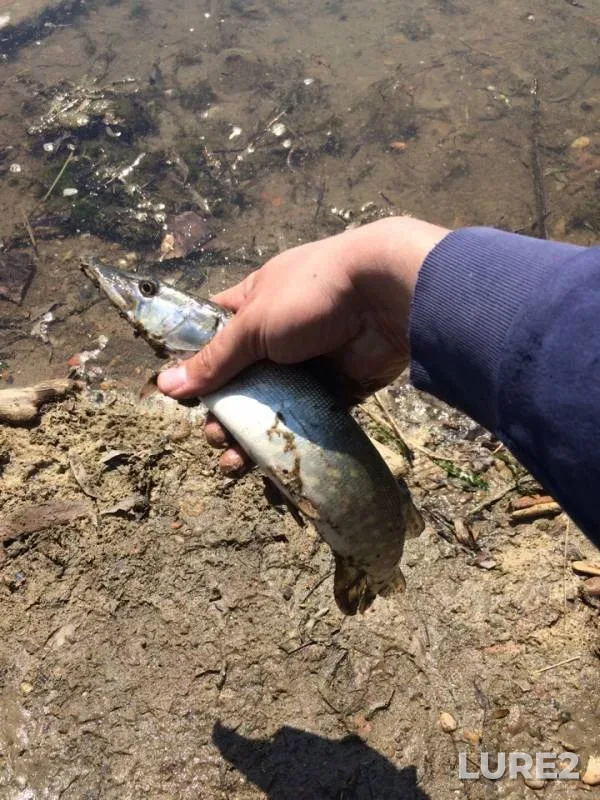 Perch, Pike — Kuban, Apr 25, 2019
