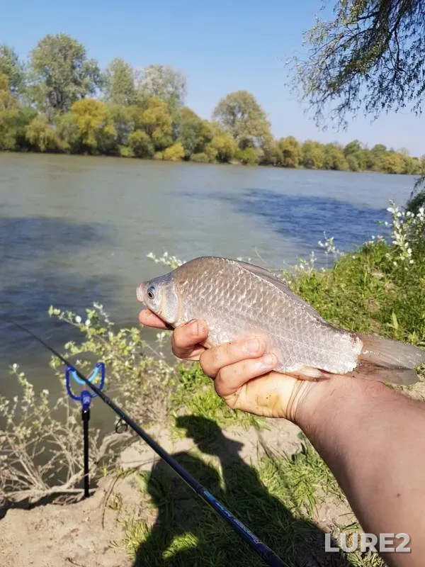 Crucian carp — Kuban, Apr 27, 2019