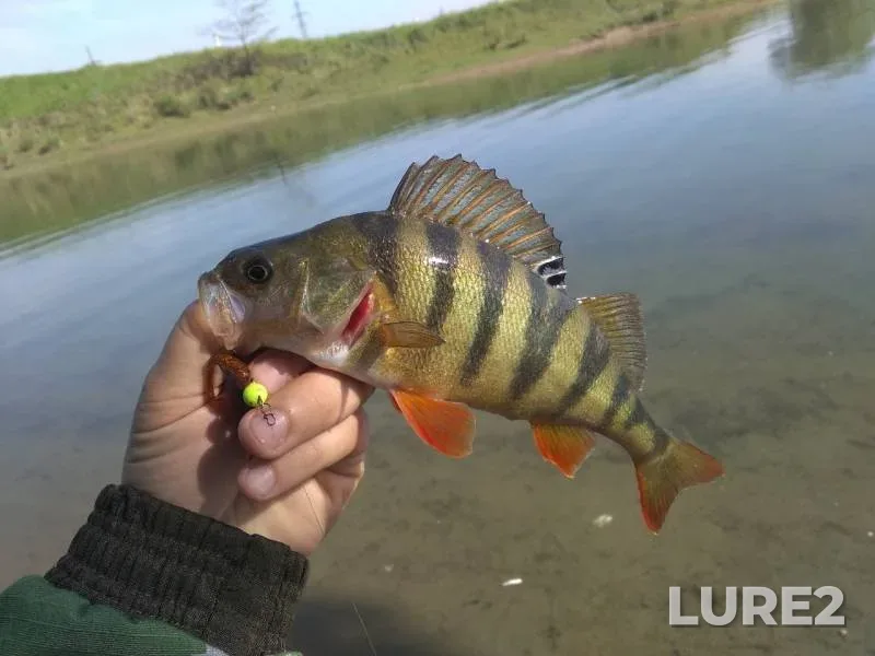 Perch, Roach — Kuban, Apr 28, 2019