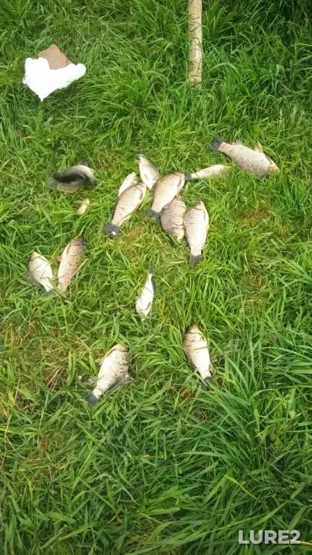 Crucian carp — Kirpili, May 02, 2019