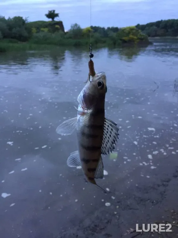 Perch — Kuban, May 10, 2019