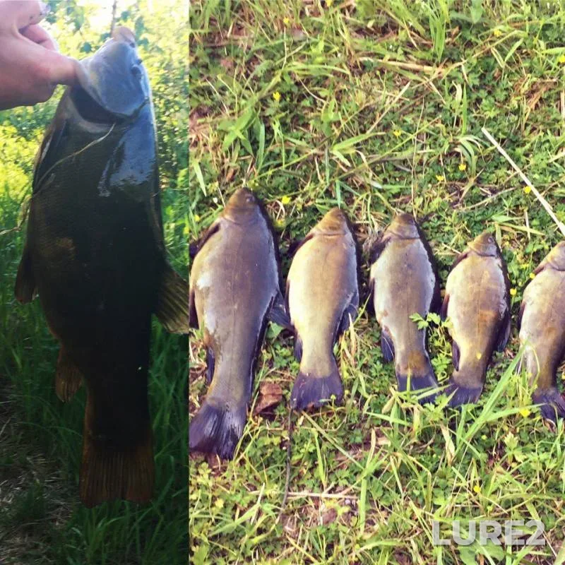 Tench — Selizharovka, Jun 25, 2016