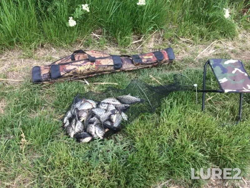 Crucian carp — Pervomayskiy kanal (Nevolka), May 10, 2019