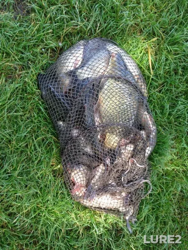 Carp, Crucian carp — Stavok, May 15, 2019