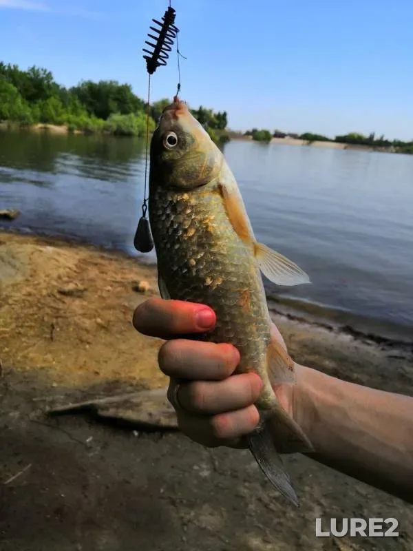 Crucian carp — Kuban, May 17, 2019