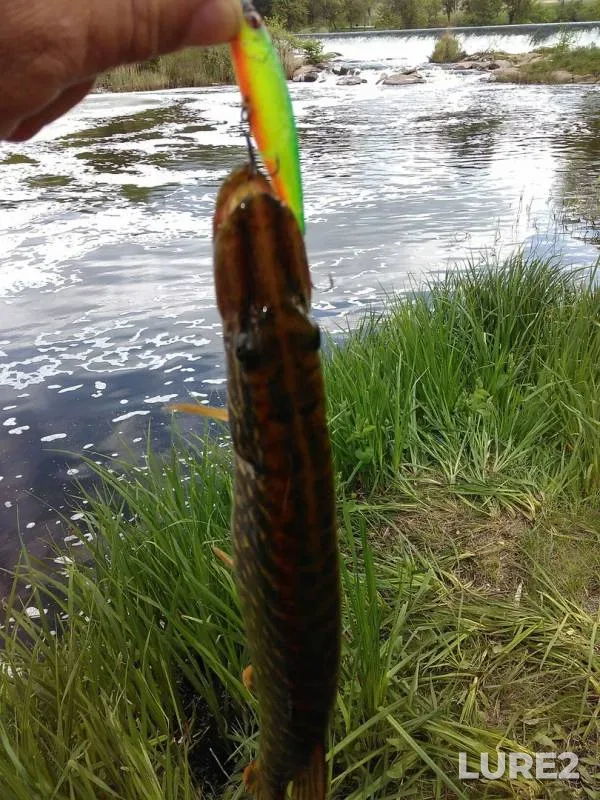 Chub, Pike — Volchya, May 10, 2017