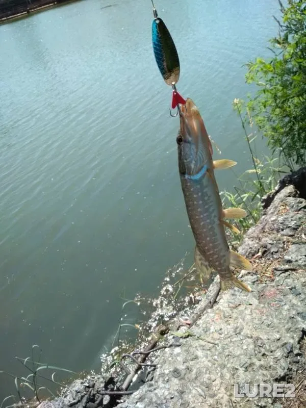Pike — Kuban, Jun 11, 2019
