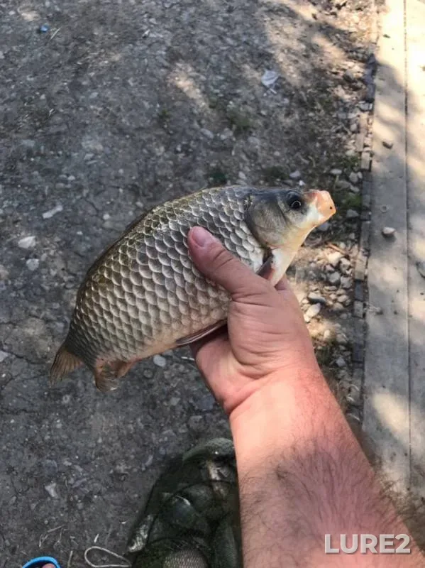 Bream, Crucian carp — Krasnodarskiy kray, Jun 19, 2019