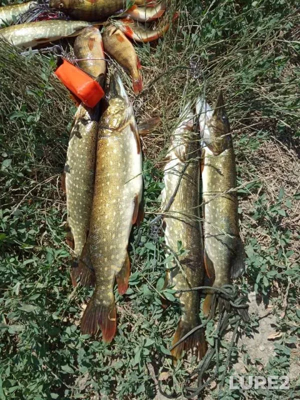 Perch, Pike — Krasnodarskiy kray, Kalininskiy rayon, Jun 18, 2019